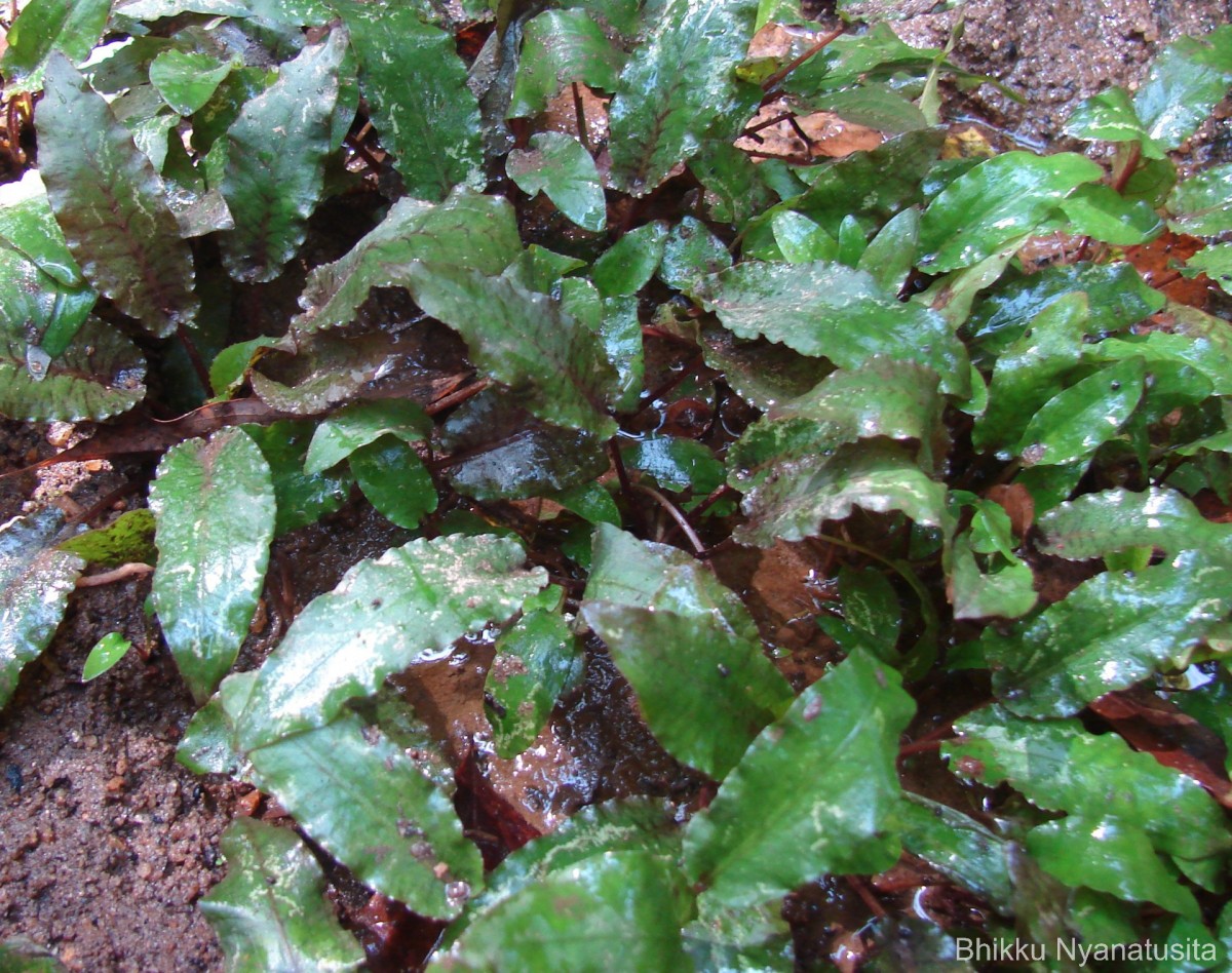 Cryptocoryne wendtii de Wit